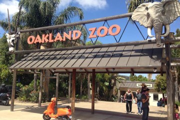 Scoot to the (Oakland) Zoo & Brunch in Alameda