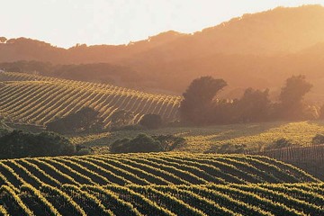 Ride to Scooter Rally Fundraiser in Napa
